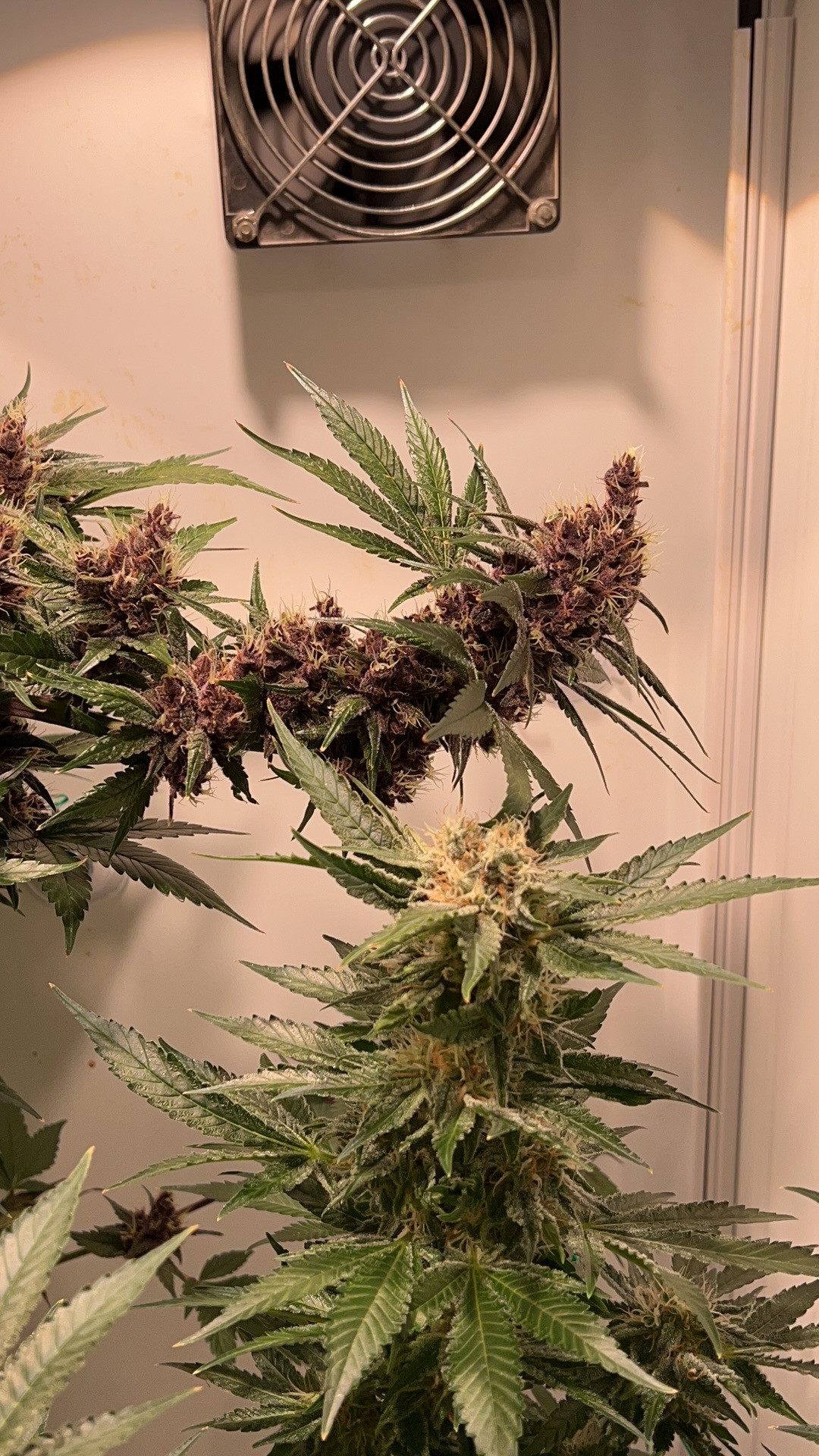 imp big bud.jpg
