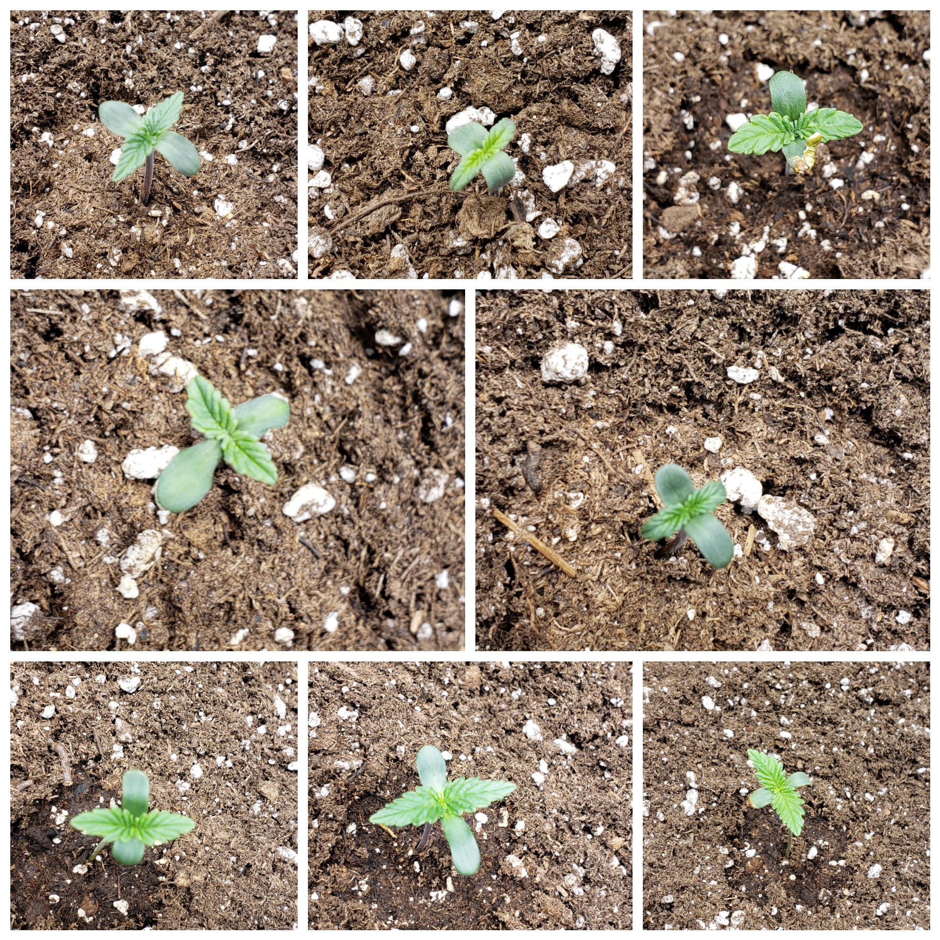 inCollage_20190516_110301100.jpg - Click image for larger version  Name:	inCollage_20190516_110301100.jpg Views:	1 Size:	1.61 MB ID:	310985