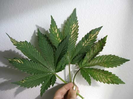 incorrect-ph-cannabis-sm.jpg - Click image for larger version  Name:	incorrect-ph-cannabis-sm.jpg Views:	1 Size:	31.4 KB ID:	141212