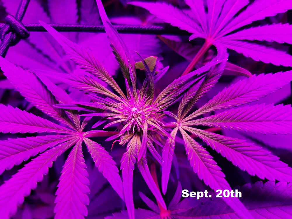 Indoor Grow.jpg