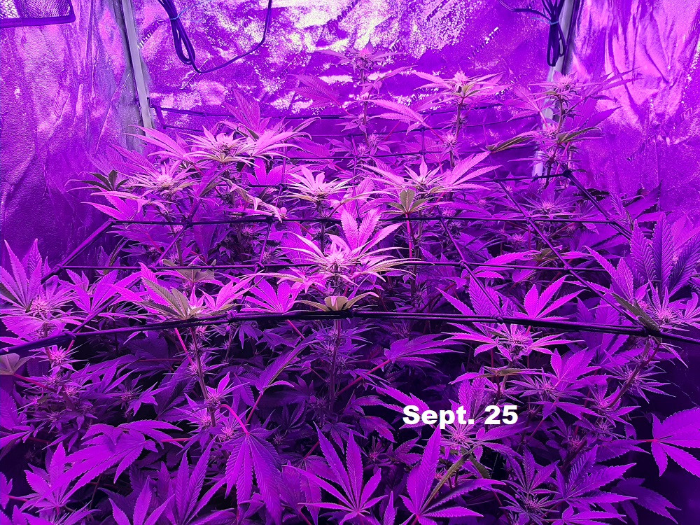 Click image for larger version  Name:	Indoor Grow2.jpg Views:	0 Size:	515.2 KB ID:	538956