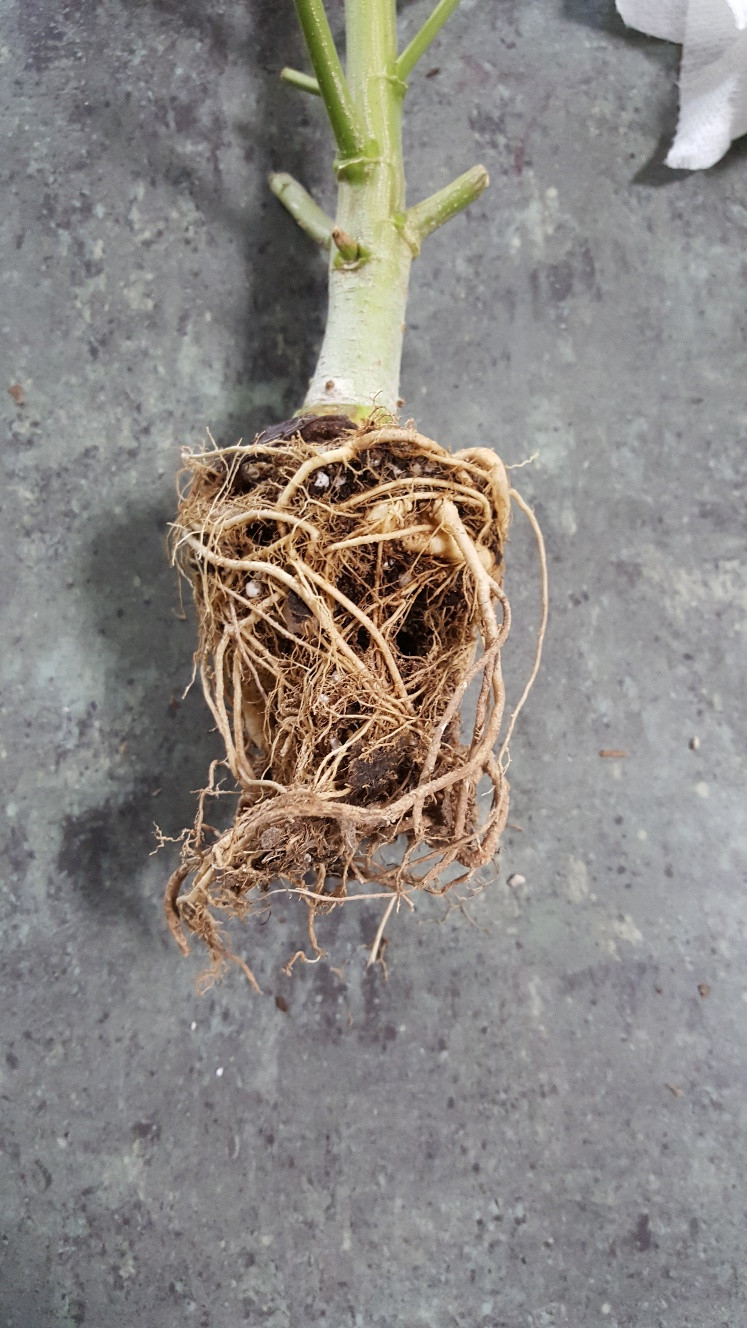 Inside peat pot.jpg