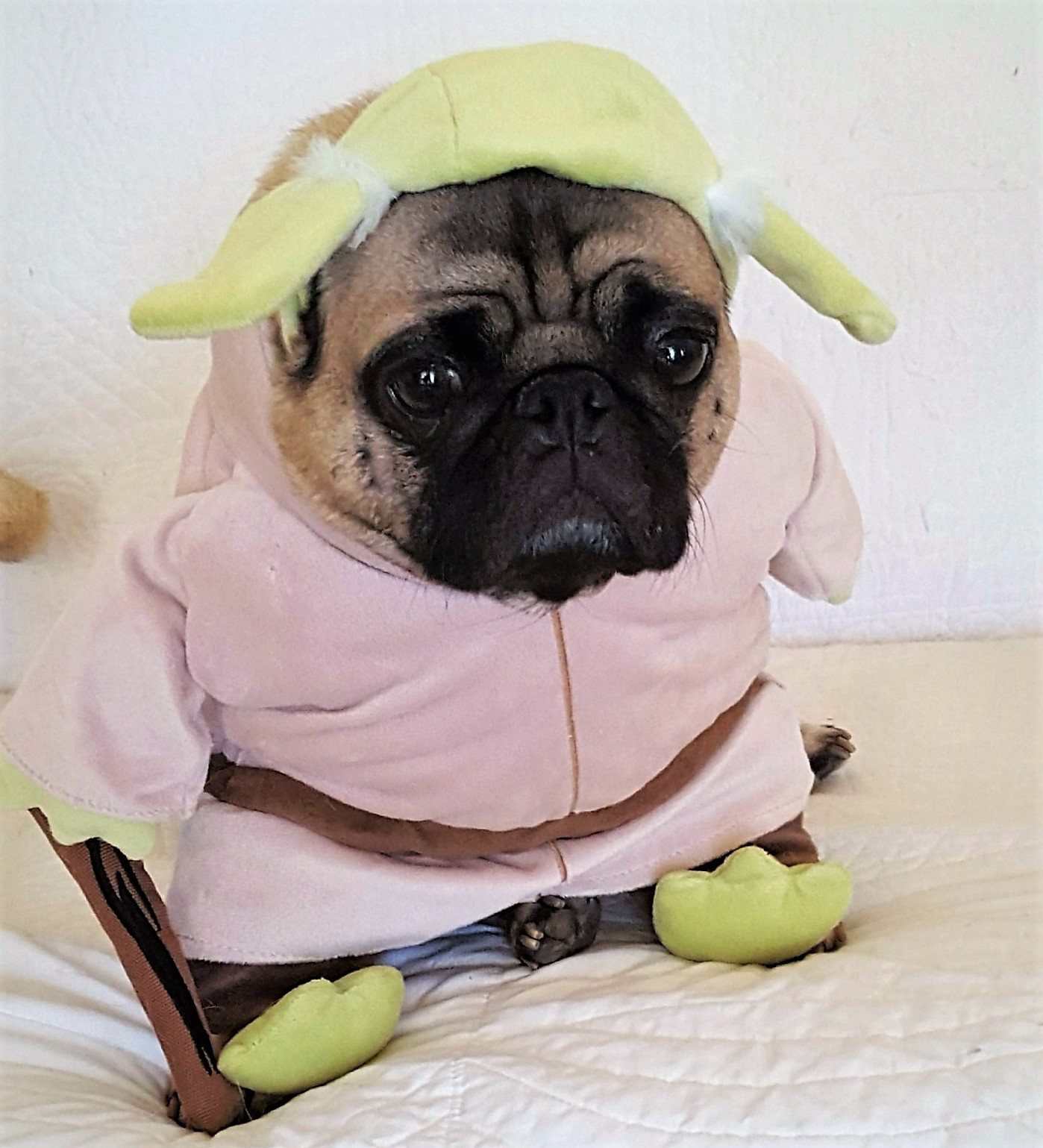 jackYoda (2).jpg