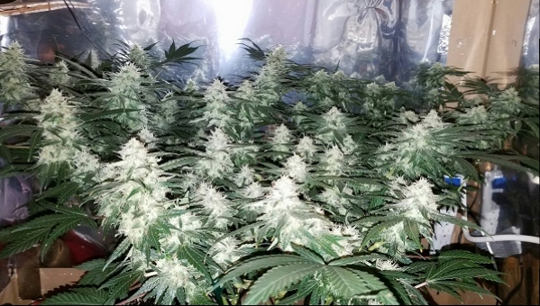 Jan 24 update flower room.jpg