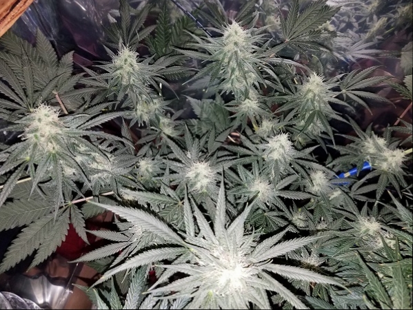 Jan 24 update Incredible Bulk.jpg