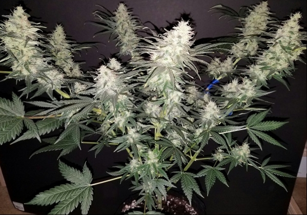 Jan 31 update Incredible Bulk 2.jpg