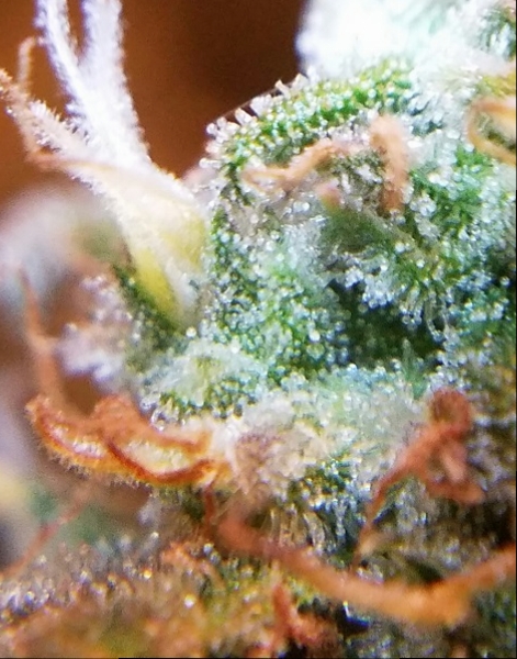 Jan 31 update Super Lemon Haze 3.jpg