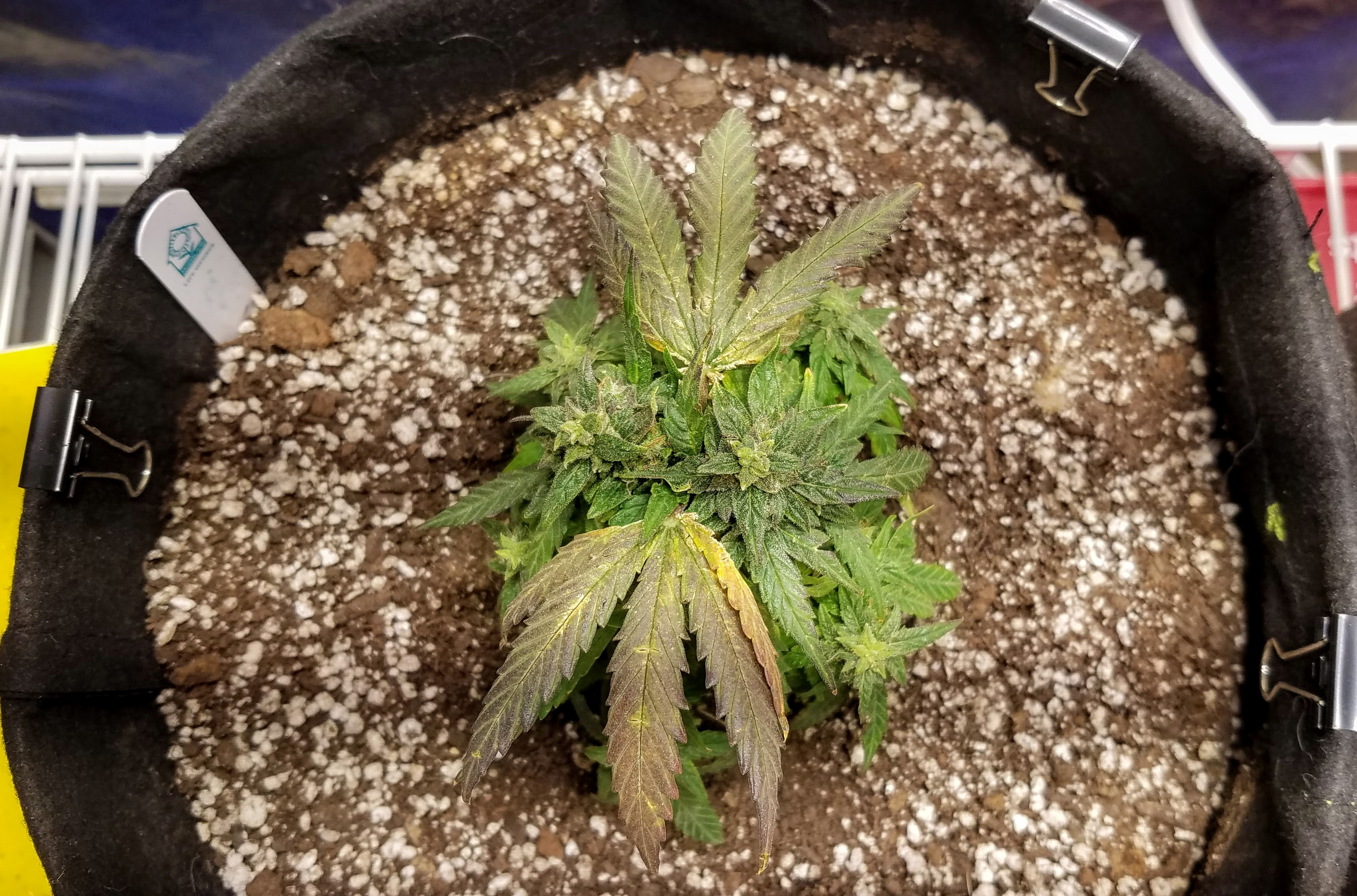Jun17runt.jpg