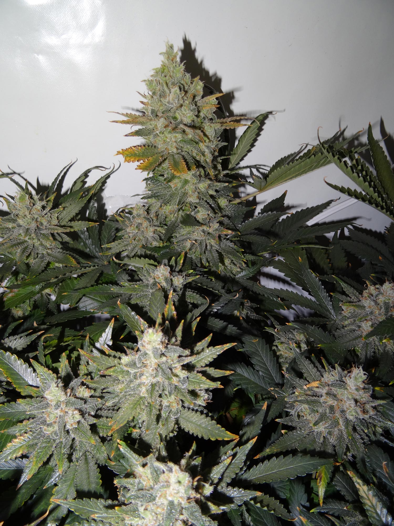 Cannabis buds just before harvest (first time grower)