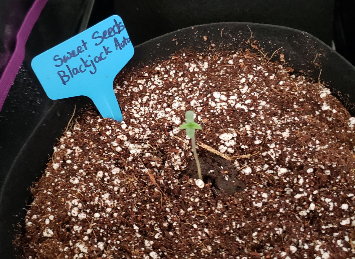 just-planted-in-coco-coir-with-rapid-rooter.jpg - Click image for larger version Name: just-planted-in-coco-coir-with-rapid-rooter.jpg Views: 1 Size: 357.6 KB ID: 230952 just-planted-in-coco-coir-with-rapid-rooter.jpg - Click image for larger version Name: just-planted-in-coco-coir-with-rapid-rooter.jpg Views: 1 Size: 357.6 KB ID: 230952