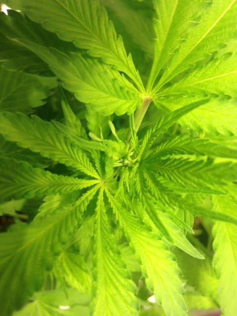 Just starting Flower.JPG