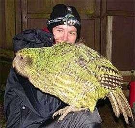 kakapo3.jpg