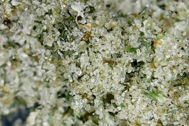 kief 1.jpg