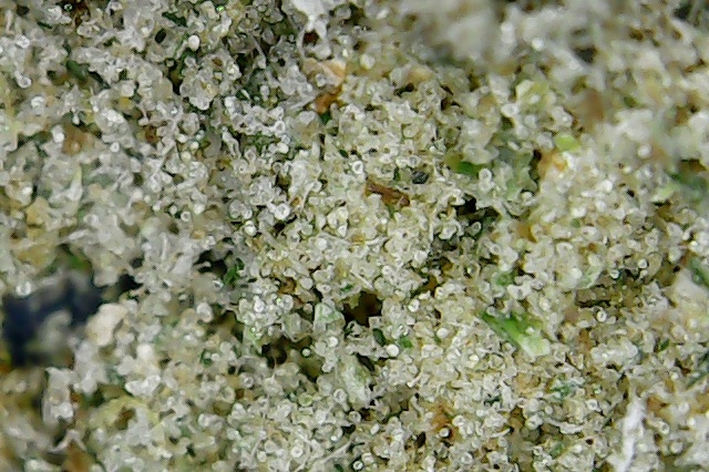 kief 2.jpg