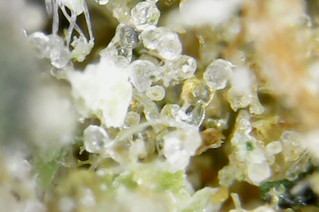 kief 3.jpg