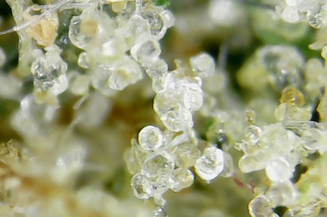 kief 4.jpg