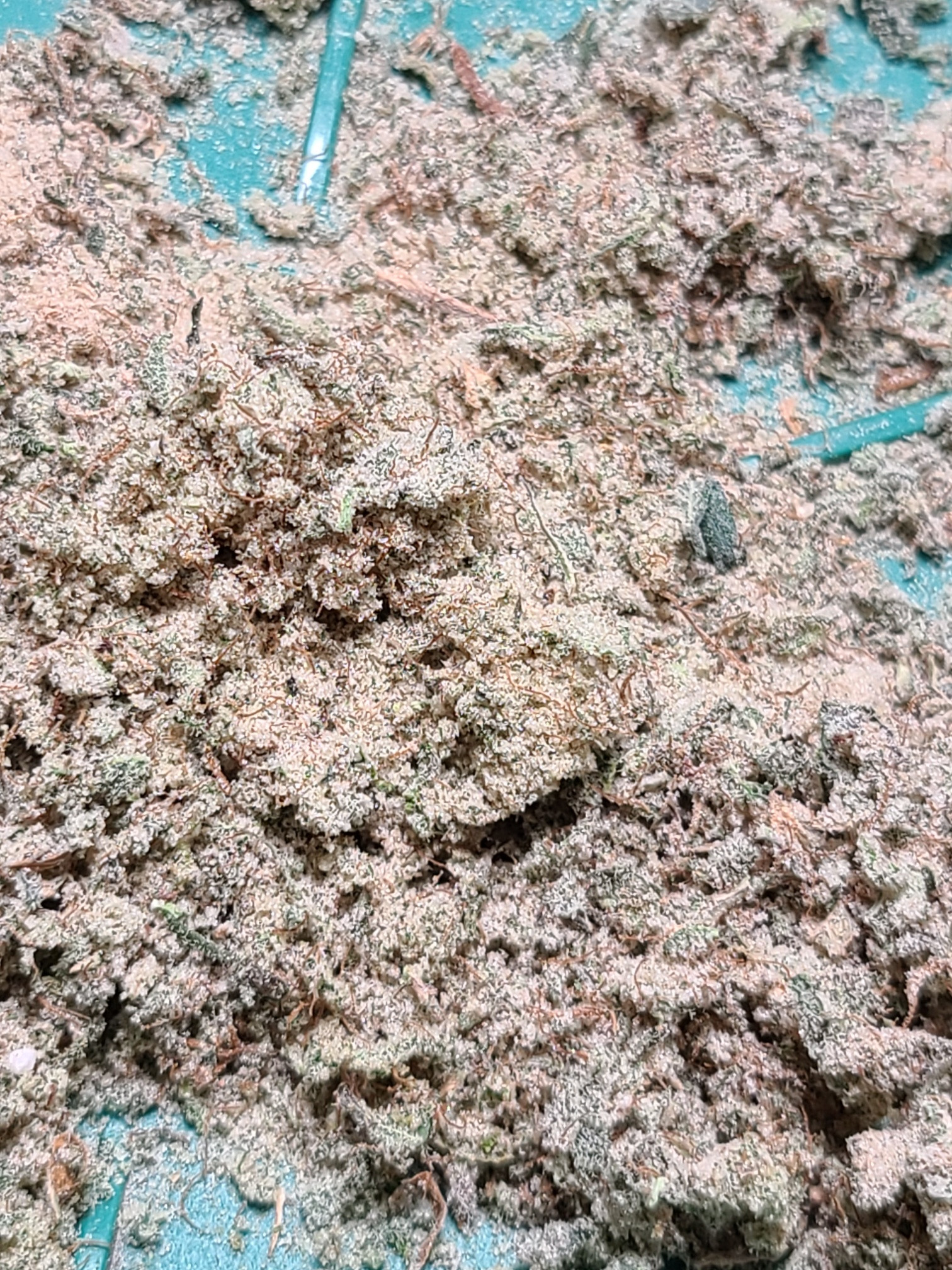 Kief.jpg