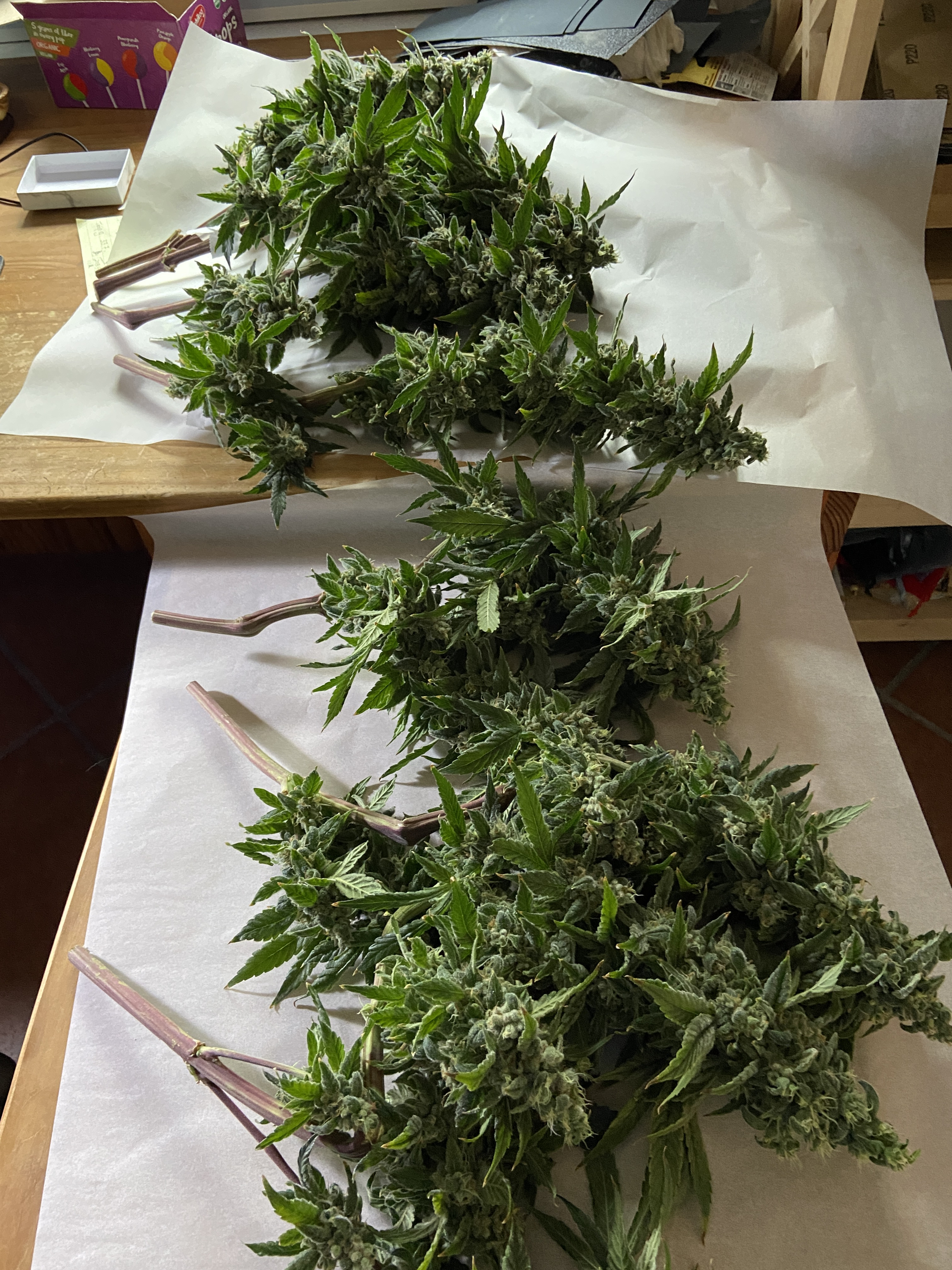kosher harvest.JPG