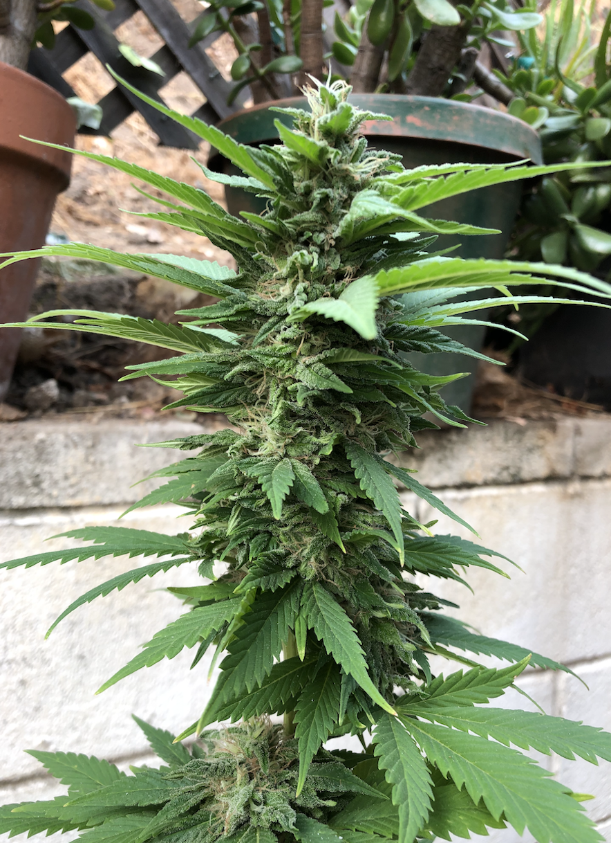 Kush Update 2.png