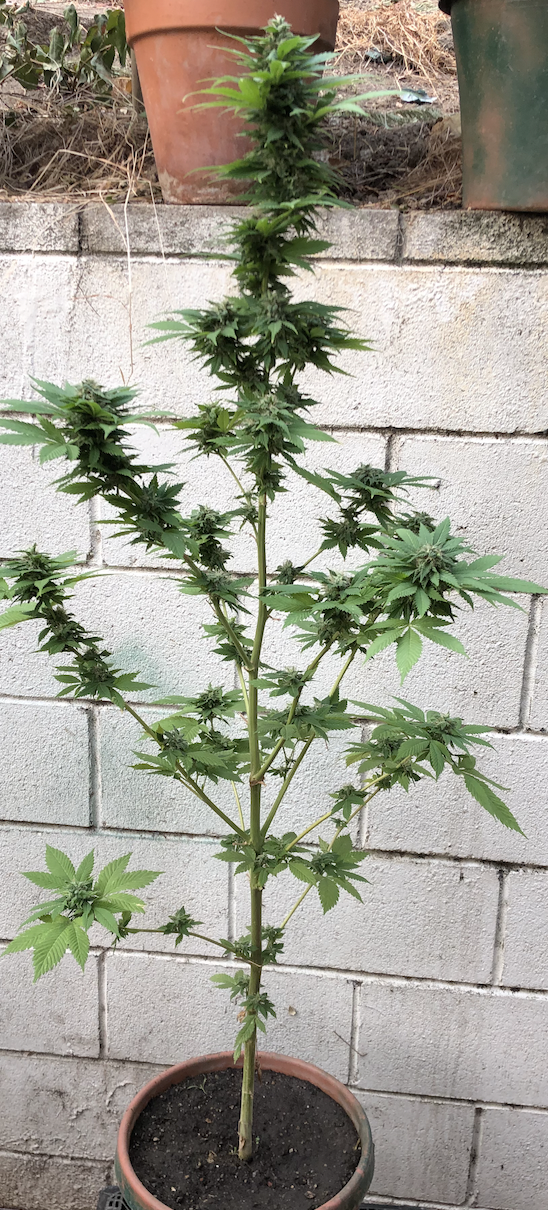 Kush Update.png