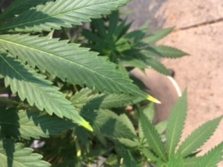 leaf 2.jpg