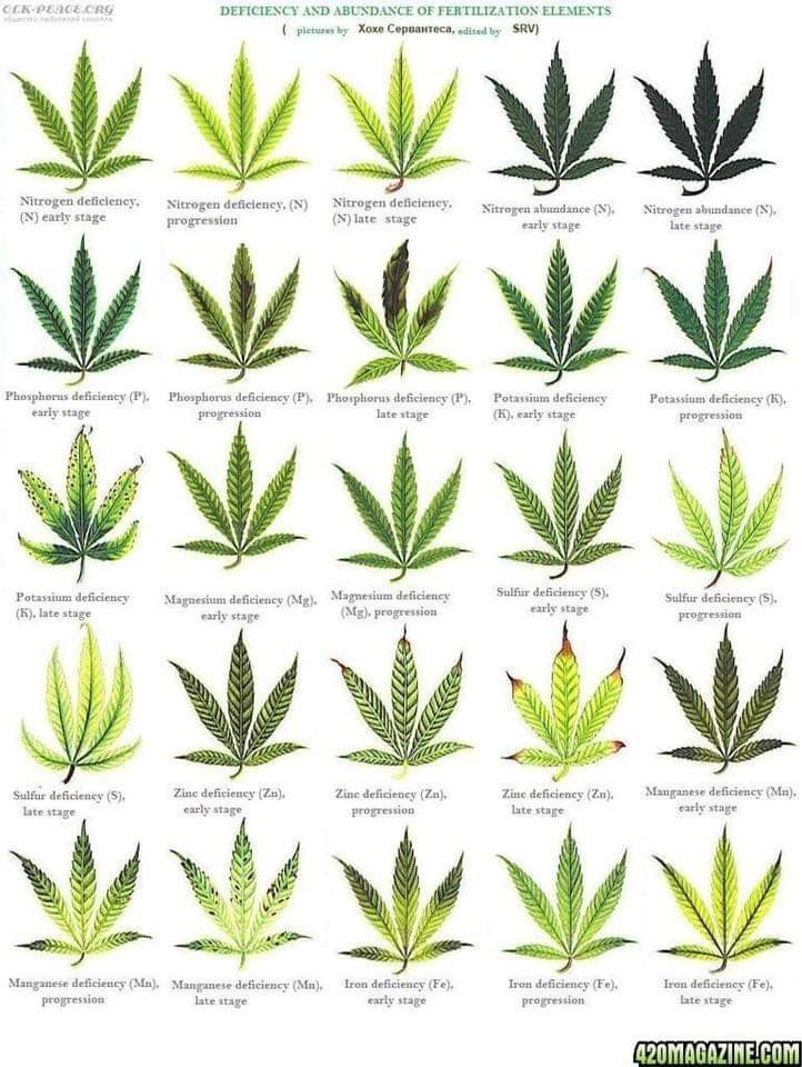 leaf chart #1.jpg