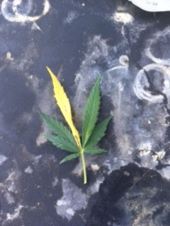 leaf.jpg