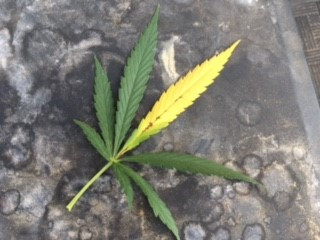 leaf1.jpg