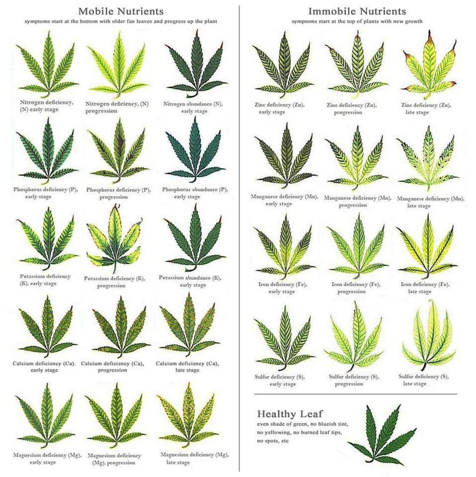 leafe chart #2.jpg