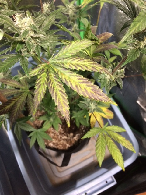 Leaves 1.jpeg