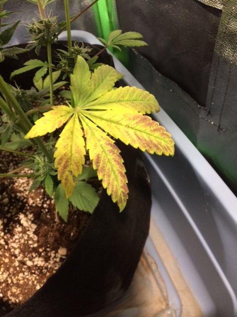 Leaves 2.jpeg