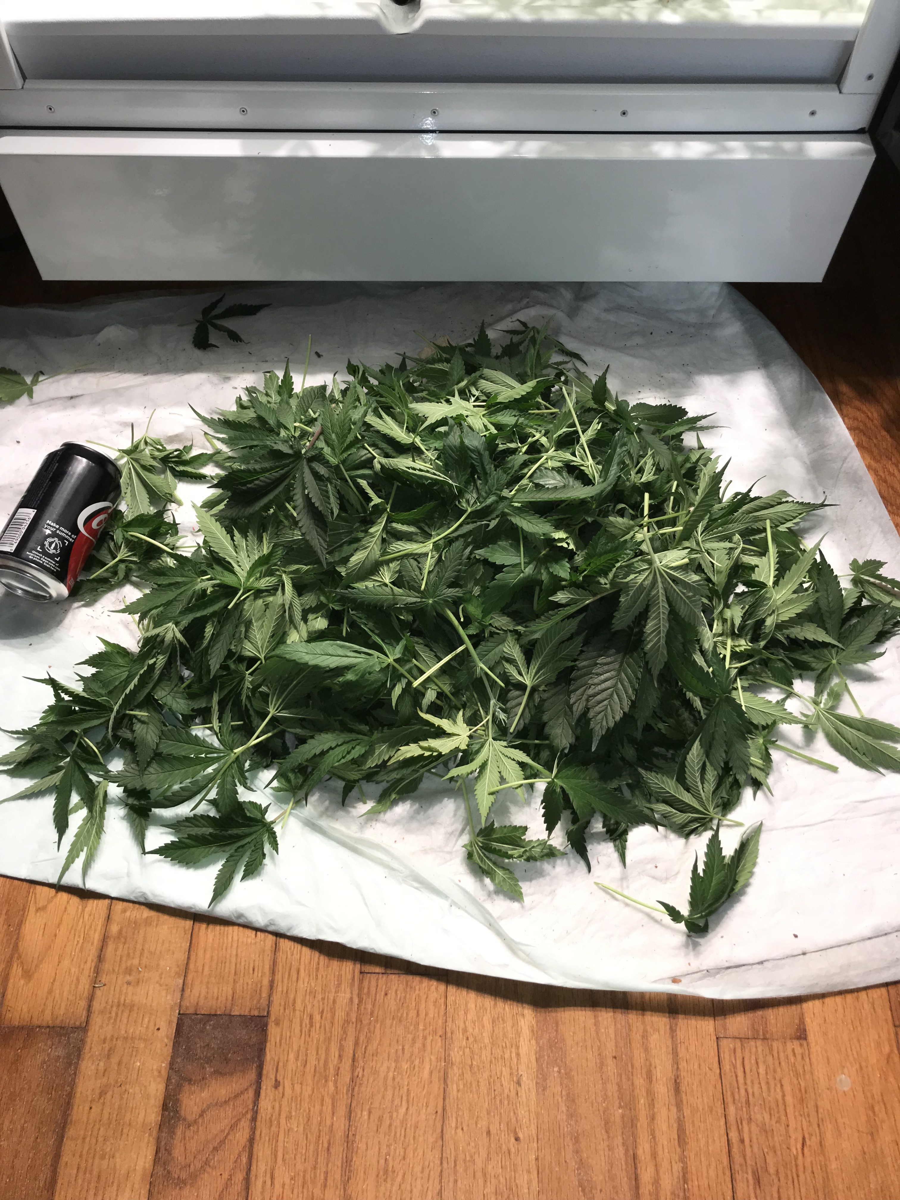 leaves jun13.JPG