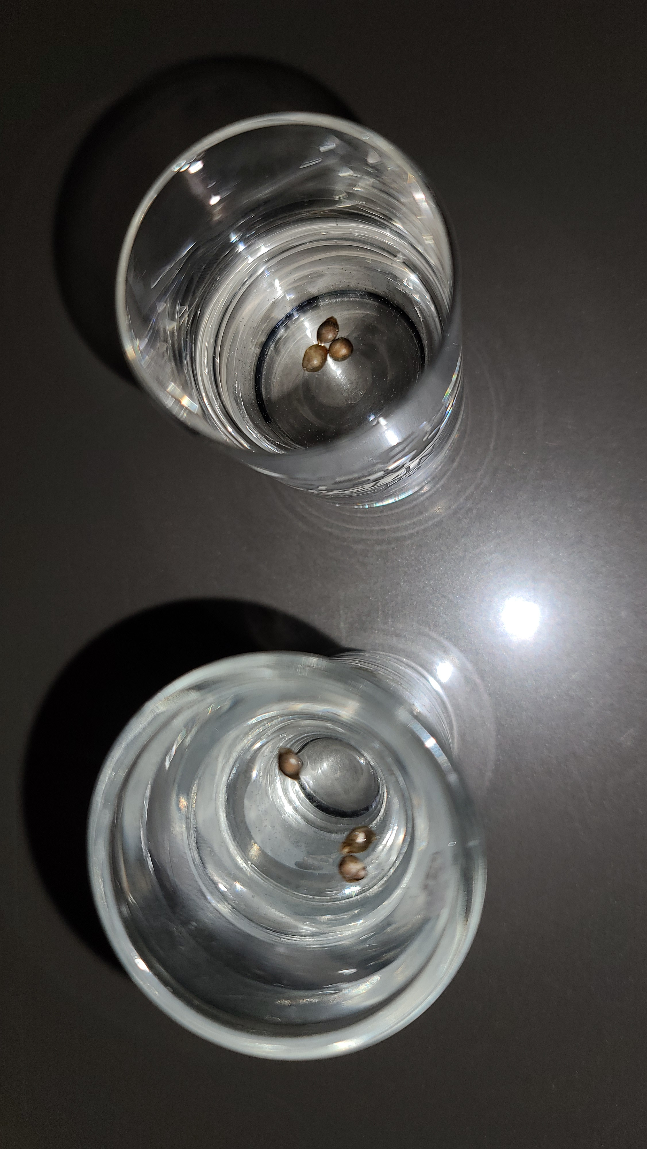 LemonKushBlueHaze.jpg