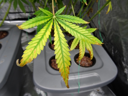 light-burn-leaf-cannabis-sm.jpg - Click image for larger version  Name:	light-burn-leaf-cannabis-sm.jpg Views:	1 Size:	99.3 KB ID:	53658