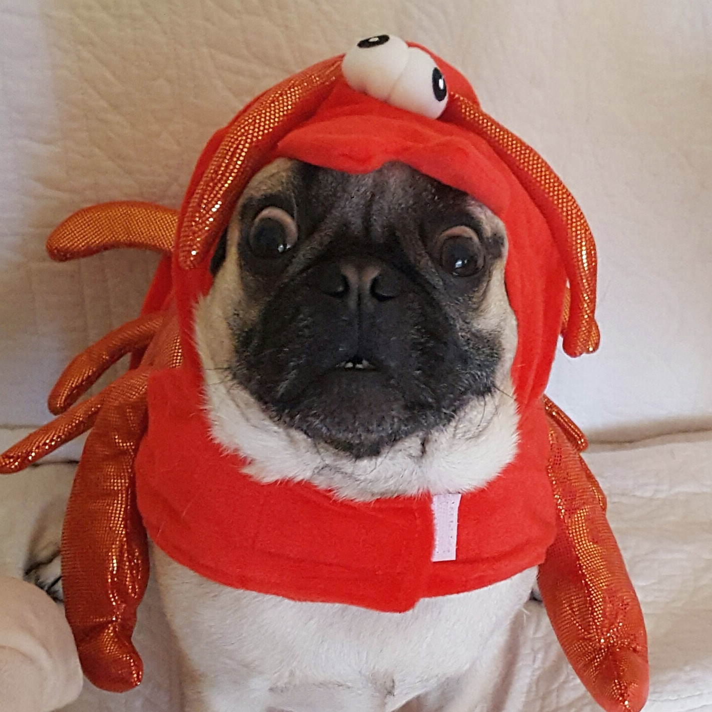 Lobster.jpg