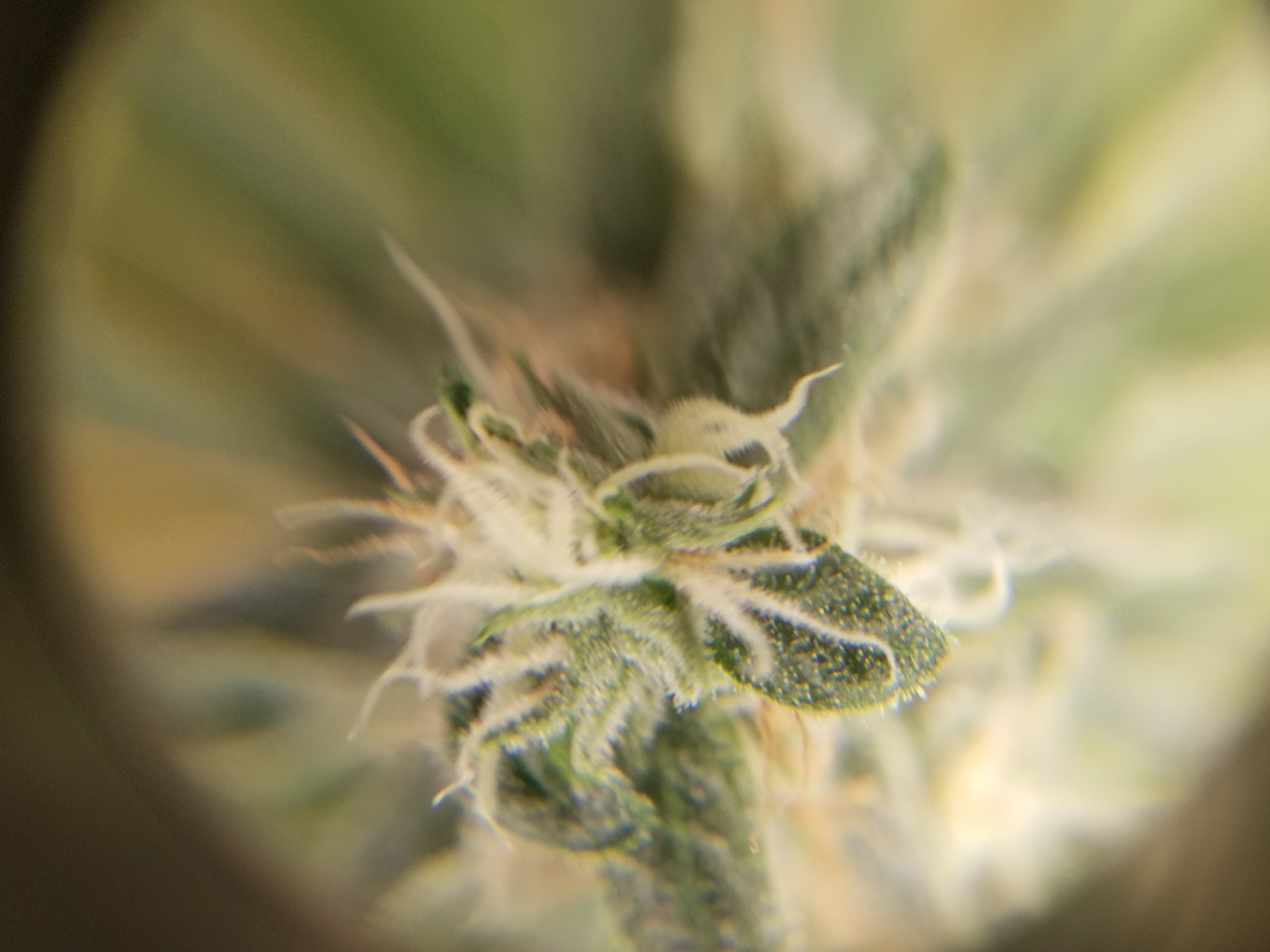 Loupe Shot.jpg