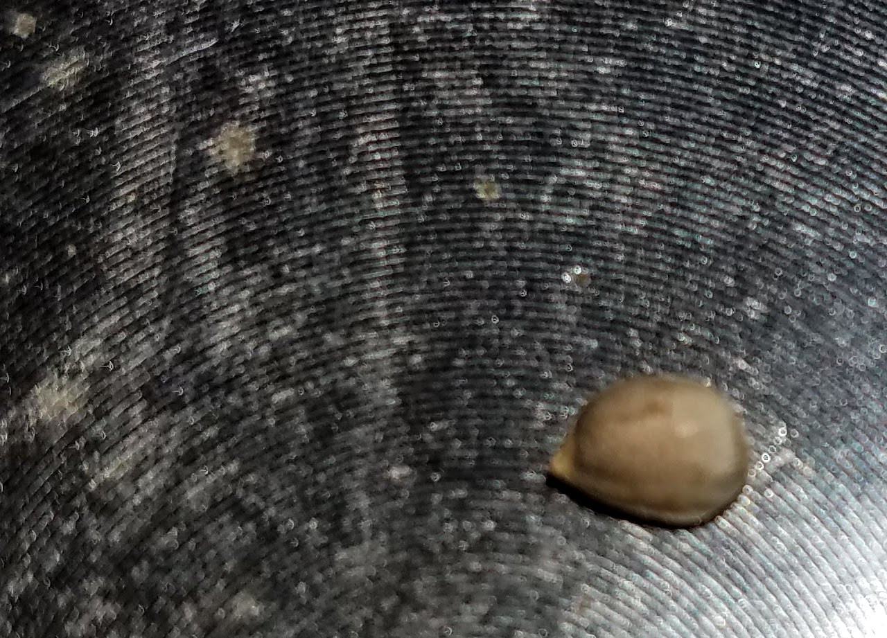 MagSeed2.jpg