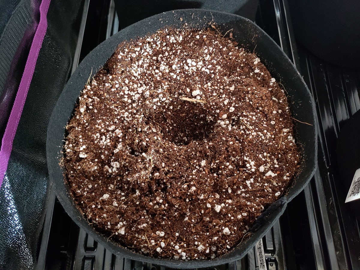 make-a-hole-in-the-coco-coir-to-insert-rapid-rooter.jpg - Click image for larger version Name: make-a-hole-in-the-coco-coir-to-insert-rapid-rooter.jpg Views: 1 Size: 400.6 KB ID: 230949 make-a-hole-in-the-coco-coir-to-insert-rapid-rooter.jpg - Click image for larger version Name: make-a-hole-in-the-coco-coir-to-insert-rapid-rooter.jpg Views: 1 Size: 400.6 KB ID: 230949