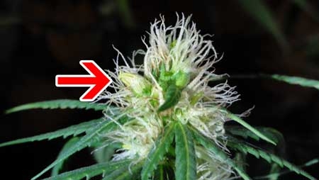 marijuana-hermie-banana-on-bud-with-pistils-sm.jpg - Click image for larger version  Name:	marijuana-hermie-banana-on-bud-with-pistils-sm.jpg Views:	1 Size:	53.0 KB ID:	52513