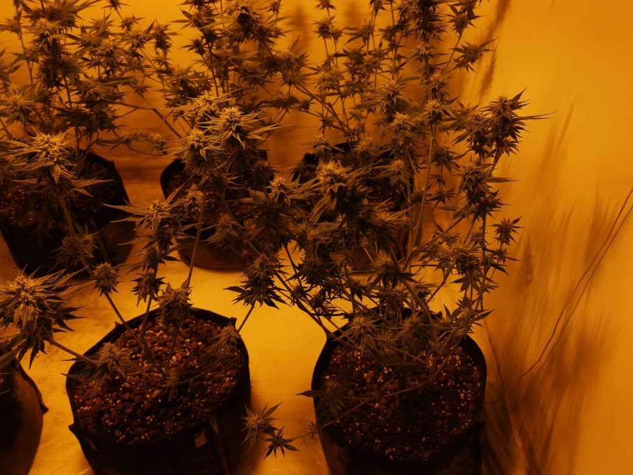 max_buds.jpg - Click image for larger version  Name:	max_buds.jpg Views:	0 Size:	253.7 KB ID:	398552
