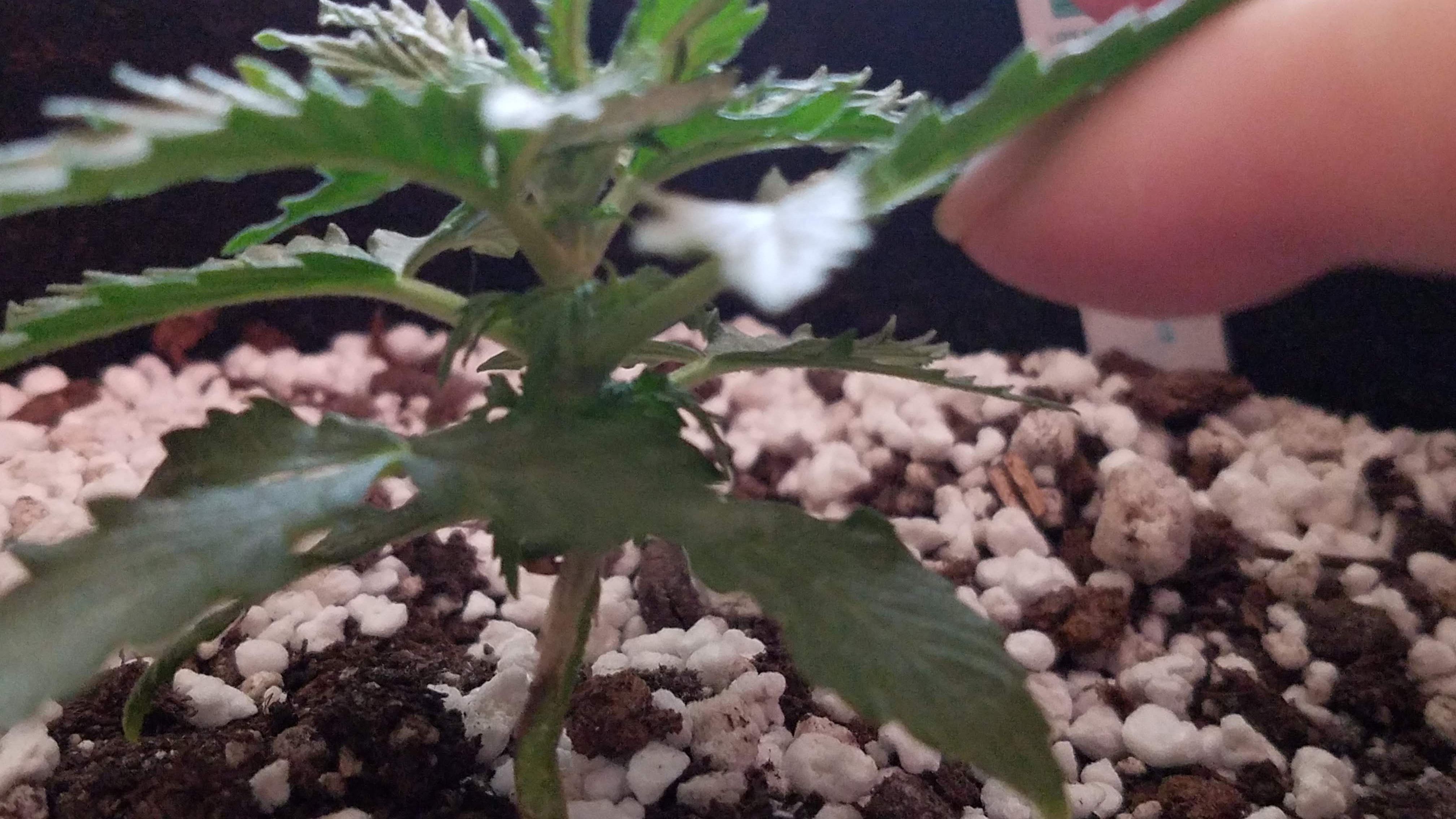 May1SLGrowth.jpg
