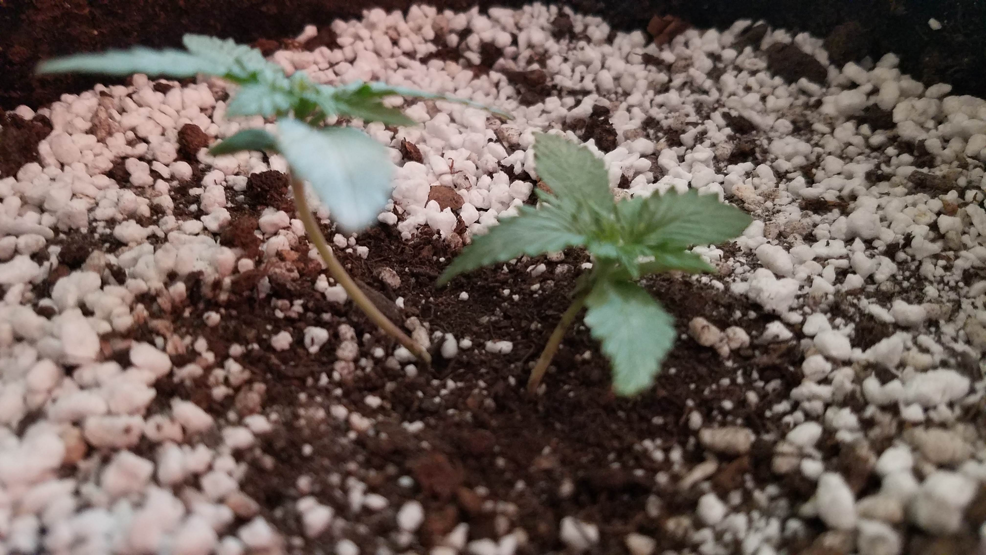 May1TwinStems.jpg
