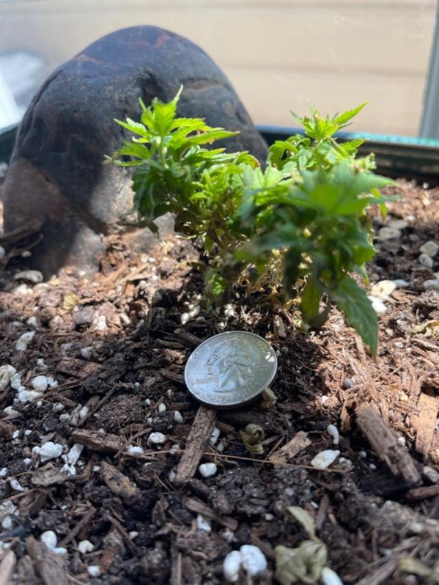 miniture.jpg