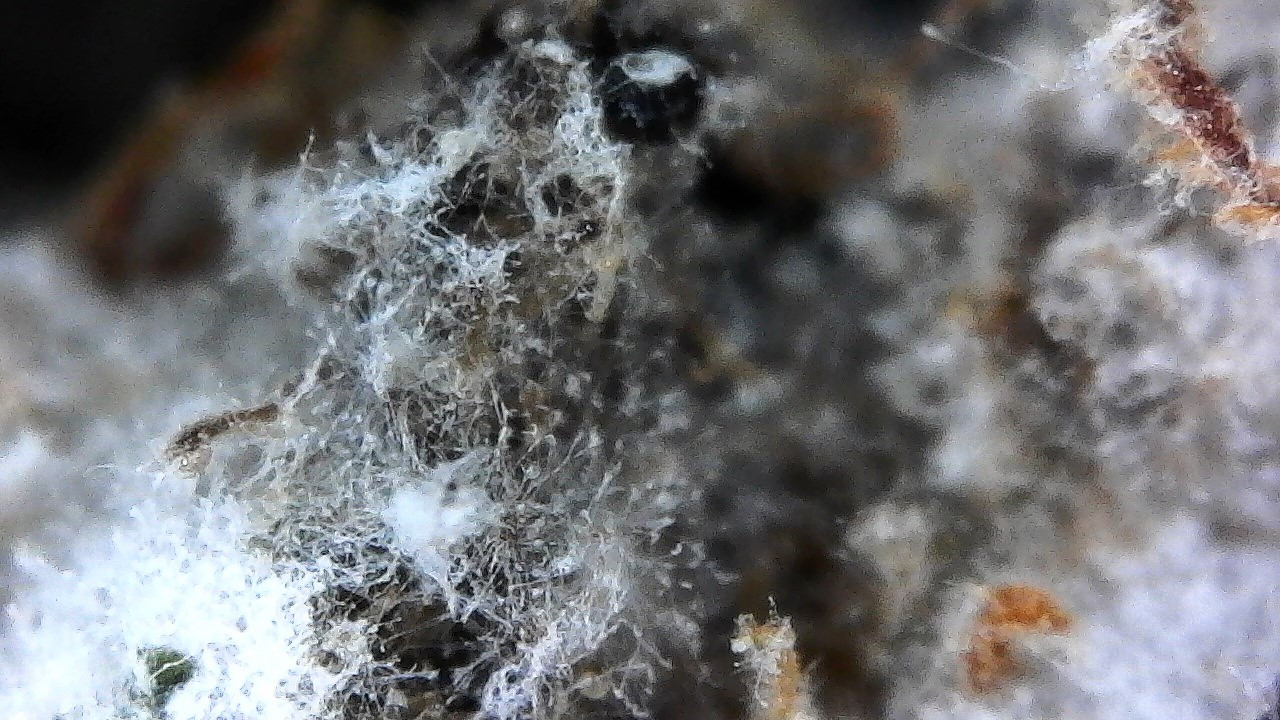 Click image for larger version  Name:	MOLD Dec 14 2019.jpg Views:	0 Size:	295.2 KB ID:	357357