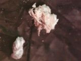 Mold2.jpg