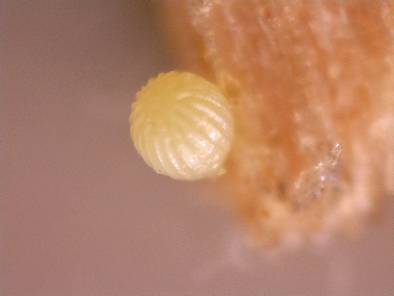 Monarch Butterfly egg.jpg