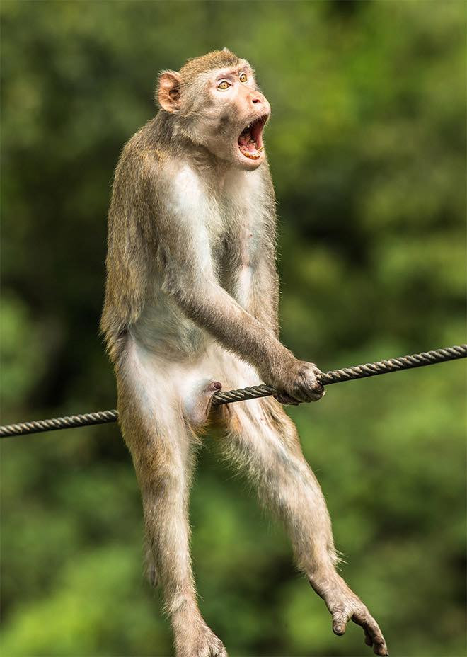 MONKEY BALLS.jpg