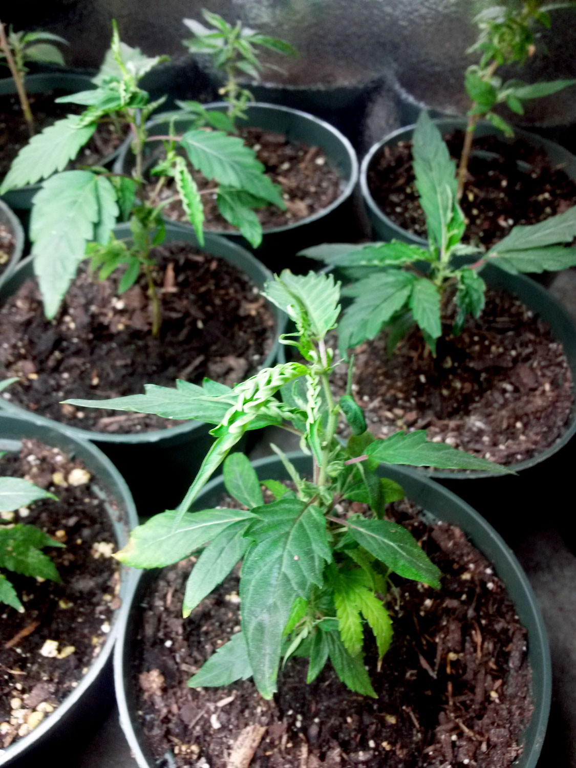 Click image for larger version  Name:	monstercrop-clones-just-transplanted-to-soil.jpg Views:	56 Size:	397.5 KB ID:	648433