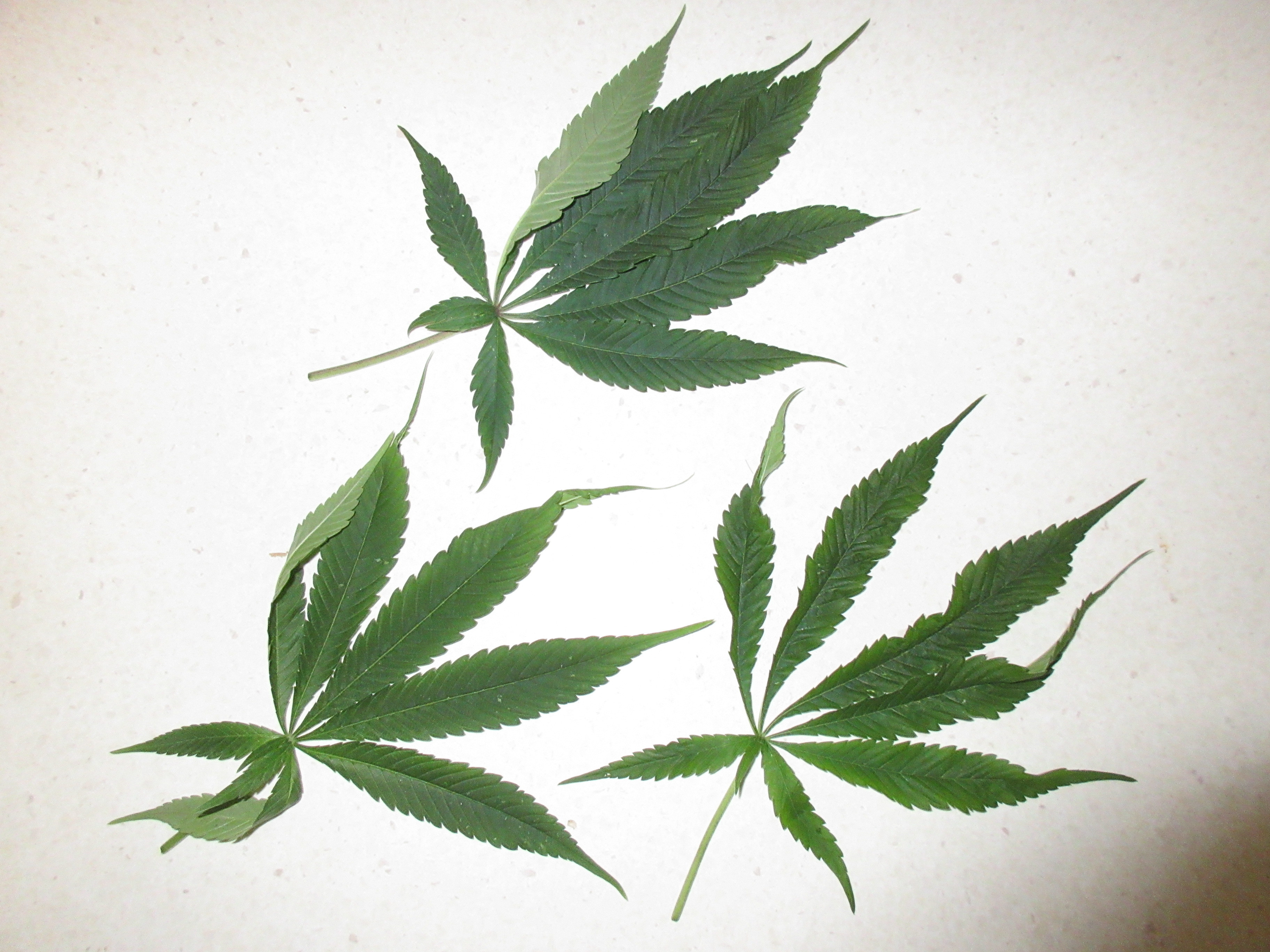 MrHQckh.jpg