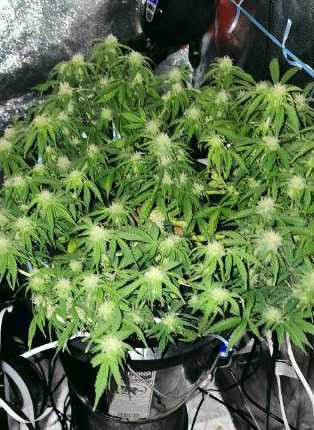 mucho buds.jpg